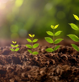 Регуляторы роста