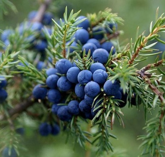 Можжевельник