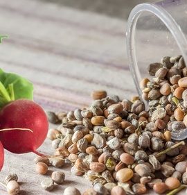 Семена редиса