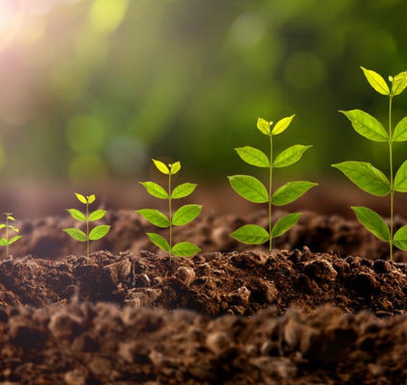 Регуляторы роста