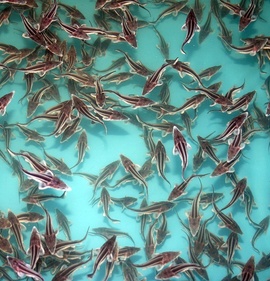 Осетр малек