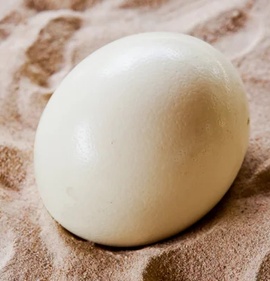 Яйцо страусиное