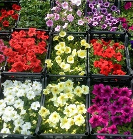 Рассада петунии